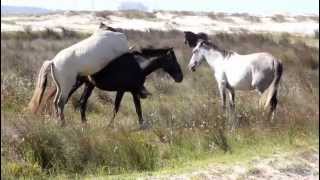 CASAL DE CAVALOS NAMORANDO [upl. by Haida]