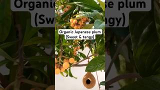 Organic Japanese plum sweet amp tangy  organicfarming organic shortvideo agriculture garden [upl. by Llenhoj]