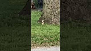 White tailed squirrel amazing squirrel squirrelfriends squirrelvideo [upl. by Segalman362]