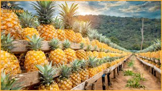 How Million Tons Of Pineapple Are Produced  Agriculture Farming [upl. by Japheth979]