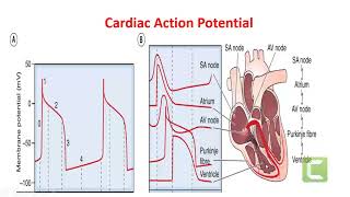 Cardiovascular Pharmacology Arrhythmia  Lecture 10 Introduction about Arrhythmia [upl. by Mast]