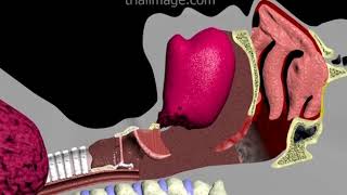 Endotracheal Intubation Animation by Cal Shipley MD [upl. by Ayvid]