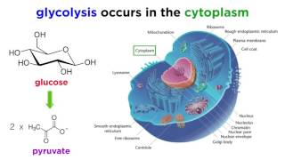 Cellular Respiration Part 1 Glycolysis [upl. by Rame583]