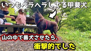 甲斐犬は賢いし強い！山登りで番犬させた結果が衝撃でした【甲斐犬と登山：御岳山編 第１話】子供を守る犬 [upl. by Narah]