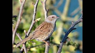 Dunnock Bird Call [upl. by Euqinu247]