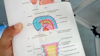 RESPIRATORY SYSTEM development complete explanation part 1 [upl. by Kos]