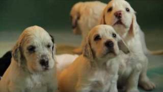 English Setters puppies  4 weeks Kennel Marisett [upl. by Arraik]