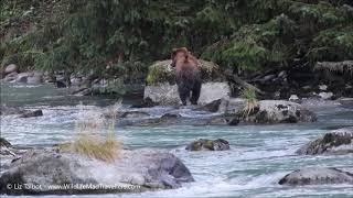 Chilkoot River Corridor Mother Bears amp Cubs [upl. by Kaja]