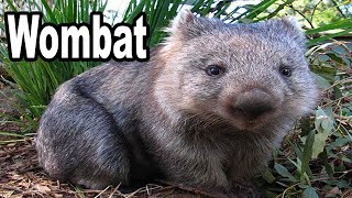 El Wombat un bonito animal Australiano [upl. by Seema862]