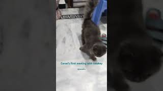 Introducing smokey to cersei 🐱🐱 cat youtube trending [upl. by Lebazi829]