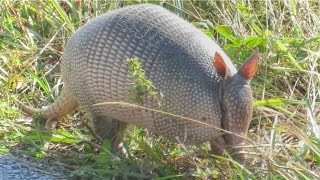 Nine Banded Armadillo Up Close [upl. by Schuster]