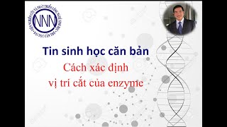 Cách xác định vị trí cắt enzyme giới hạn  RestrictionMapper [upl. by Bertram]