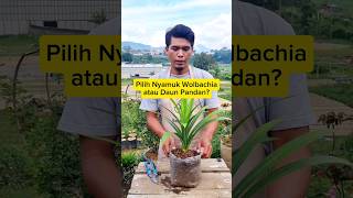 PILIH NYAMUK WOLBACHIA atau DAUN PANDAN  shorts [upl. by Ynnal986]