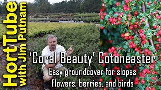 Coral Beauty Cotoneaster  Erosion Control Flowers Berries and Birds🐦🌼 [upl. by Sokairyk601]