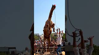 Pushkar Fair 2024PushkarFair Fair Pushkar Ajmer RajasthanTourism Rajasthan animal animals [upl. by Assiruam532]