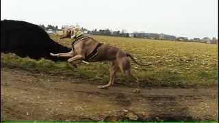 Weimaraner bei 25kmh in SuperSlowmotion zu sehen nonverbale Kommunikation mit anderen Hunden [upl. by Meir]