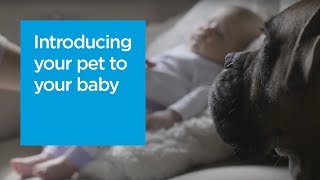 Introducing your pet to your new baby [upl. by Attevad]