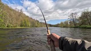 Salmon fishing at Upper Floors on the river Tweed 18th and 19th April [upl. by Digdirb]