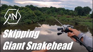 Skipping  Giant Snakehead fishing with Shimano Curado K 201HG [upl. by Armallas779]