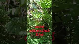 රසවත් අච්චආරුවකට බිලින් [upl. by Obie]