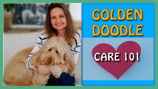 7 HABITS for GOLDENDOODLE OWNERS  Goldendoodle Care 101 [upl. by Eseneg]