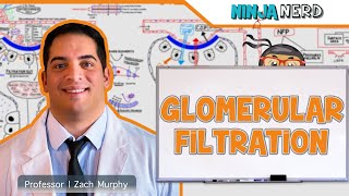 Renal  Glomerular Filtration [upl. by Frieder241]