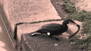 cormorant swallowing huge eel [upl. by Norbel]