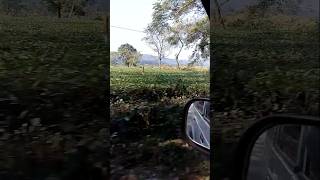 Tea garden Darjeeling 👍😊like comment share subscribe [upl. by Varien]