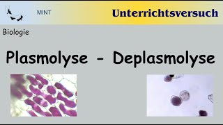 Unterrichtsfilm Versuch zu Plasmolyse und Deplasmolyse [upl. by Sell]