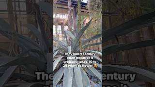 Century Plant  Agave Americana shortsviral longwoodgardens plants [upl. by Gilbert83]