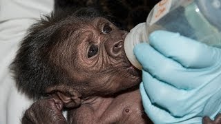 Baby Gorilla Bottle Feeding at the San Diego Zoo Safari Park [upl. by Zehe]