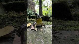 A frog’s eye view tour gardentour frogpond mossgarden froglife amphibians pondlife froggies [upl. by Akeim122]