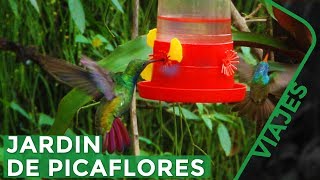 El secreto para atraer Colibríes a tu jardín  Iguazú Misiones [upl. by Cirederf]