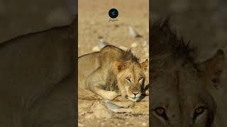 Lion Refreshes A Majestic Moment in the Kalahari Desert wildlife africansafari safariadventure [upl. by Nahshunn824]