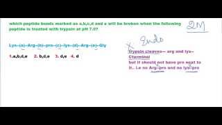 Trypsin digestion question 2 [upl. by Briggs]