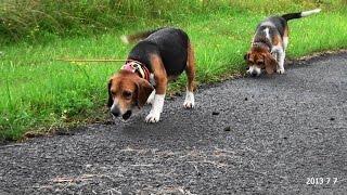 Skyviews Beagles Jen And EZ Across Black Top RCB [upl. by Jae]