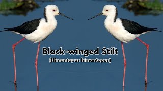 Black winged stilt A Graceful Wader in Wetlands  Himantopus himantopus [upl. by Enneiviv]