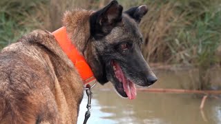 La unidad canina clave en catástrofes como la DANA de Valencia [upl. by Fletcher]