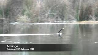 Anhinga swimming in a sandpit near Grimesland NC [upl. by Denton]