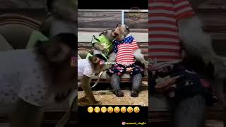 ताईचा बर्थडेवाजले बारा🤣😂😀😅 shots viral comedy karamativlog funnyanimals funny [upl. by Barsky]