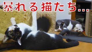 子猫ダルと新入り猫ハチの激しい喧嘩（じゃれ合い）【じいじさんとばあばさんと猫たち】 [upl. by Andrej]