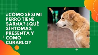 ¿Cómo Sé Si Mi Perro Tiene Sarna ¿Qué Síntomas Presenta y Como Curarlo [upl. by Derwin687]