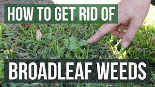 How to Get Rid of Broadleaf Weeds Lawn Care Tips [upl. by Donnamarie]