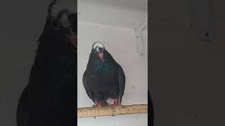 Song pigeons bird pigeonlover birds highlights [upl. by Cryan]