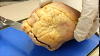 Sheep Heart Dissection Video Song Version [upl. by Perle]