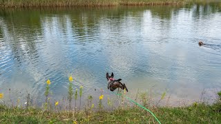 Wirehaired Pointing Griffon A Versatile Sporting Dog [upl. by Olonam]