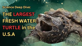 Science Deep Dive The Alligator Snapping Turtle [upl. by Lamej440]