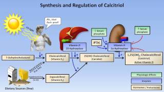 Calcium and Phosphate Metabolism [upl. by Deadman]