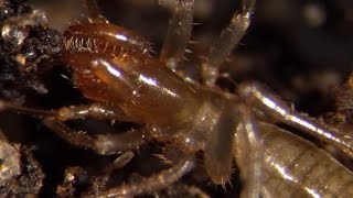 Bizarre tiny arachnids the Schizomida [upl. by Lletram]