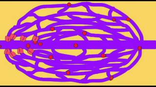 AP2 EXAM 1 PRECAPILLARY SPHINCTERavi [upl. by Roid]